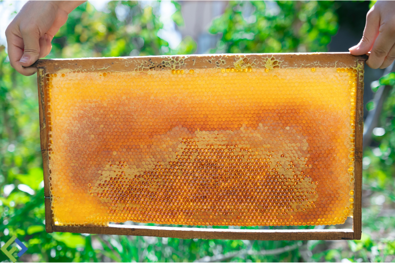 From Hive to Jar: How We Source Our Wild Acacia Honey